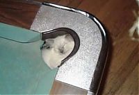 TopRq.com search results: cute cat in a pool table