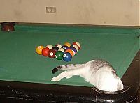 Fauna & Flora: cute cat in a pool table