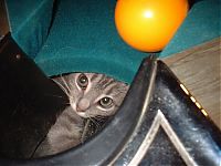 Fauna & Flora: cute cat in a pool table