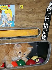 Fauna & Flora: cute cat in a pool table