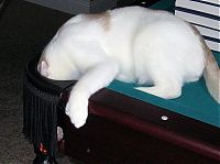 Fauna & Flora: cute cat in a pool table