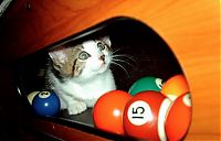 Fauna & Flora: cute cat in a pool table