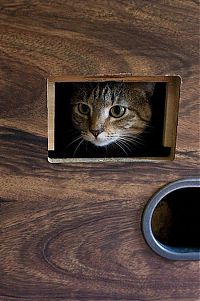 Fauna & Flora: cute cat in a pool table