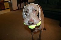 Fauna & Flora: dogs with tennis balls