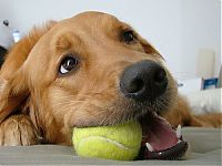 TopRq.com search results: dogs with tennis balls