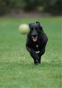 Fauna & Flora: dogs with tennis balls