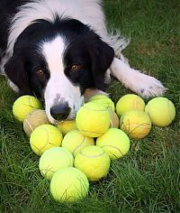 Fauna & Flora: dogs with tennis balls