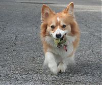 Fauna & Flora: dogs with tennis balls