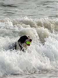 Fauna & Flora: dogs with tennis balls