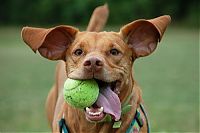 Fauna & Flora: dogs with tennis balls