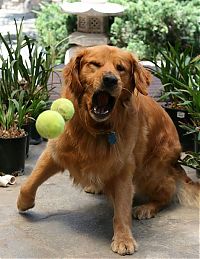 Fauna & Flora: dogs with tennis balls