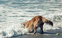 Fauna & Flora: dogs with tennis balls