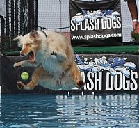 Fauna & Flora: dogs with tennis balls