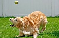 Fauna & Flora: dogs with tennis balls