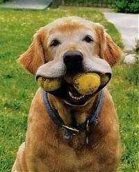 TopRq.com search results: dogs with tennis balls