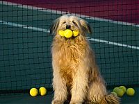 Fauna & Flora: dogs with tennis balls