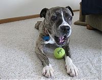 Fauna & Flora: dogs with tennis balls