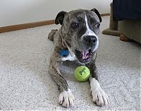 TopRq.com search results: dogs with tennis balls