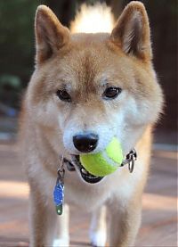 TopRq.com search results: dogs with tennis balls