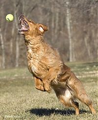TopRq.com search results: dogs with tennis balls