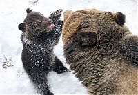 Fauna & Flora: father bear loves his cub