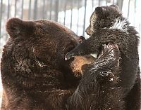 Fauna & Flora: father bear loves his cub