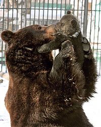 Fauna & Flora: father bear loves his cub