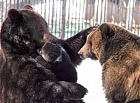 Fauna & Flora: father bear loves his cub