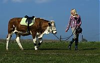 Fauna & Flora: jumping cow