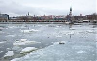 Fauna & Flora: City seal morning routine, Tallinn, Estonia