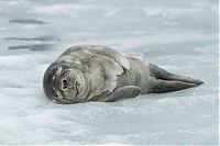 Fauna & Flora: City seal morning routine, Tallinn, Estonia