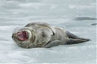 Fauna & Flora: City seal morning routine, Tallinn, Estonia