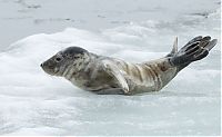 Fauna & Flora: City seal morning routine, Tallinn, Estonia