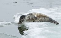 Fauna & Flora: City seal morning routine, Tallinn, Estonia