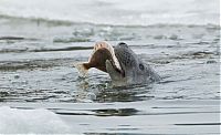 Fauna & Flora: City seal morning routine, Tallinn, Estonia