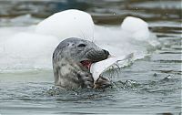 Fauna & Flora: City seal morning routine, Tallinn, Estonia