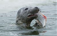 Fauna & Flora: City seal morning routine, Tallinn, Estonia