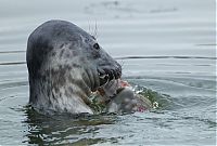 Fauna & Flora: City seal morning routine, Tallinn, Estonia