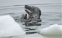 Fauna & Flora: City seal morning routine, Tallinn, Estonia