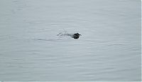 Fauna & Flora: City seal morning routine, Tallinn, Estonia