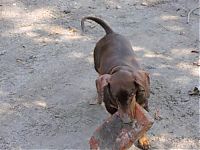 Fauna & Flora: strong dachshund