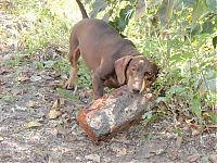 Fauna & Flora: strong dachshund