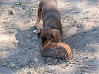 Fauna & Flora: strong dachshund