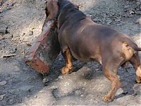 Fauna & Flora: strong dachshund