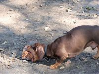 Fauna & Flora: strong dachshund