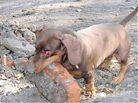 Fauna & Flora: strong dachshund