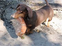 Fauna & Flora: strong dachshund