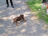 TopRq.com search results: strong dachshund