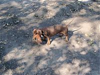 TopRq.com search results: strong dachshund