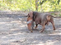 Fauna & Flora: strong dachshund